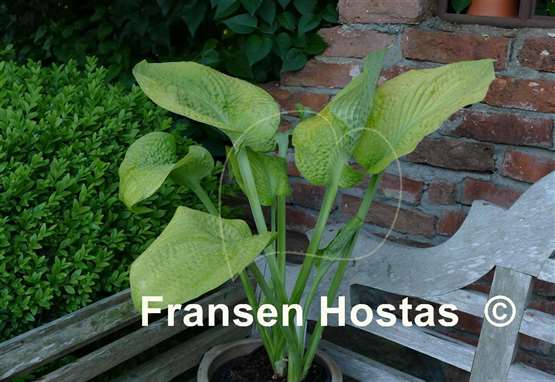 Hosta Prairie Dazzler